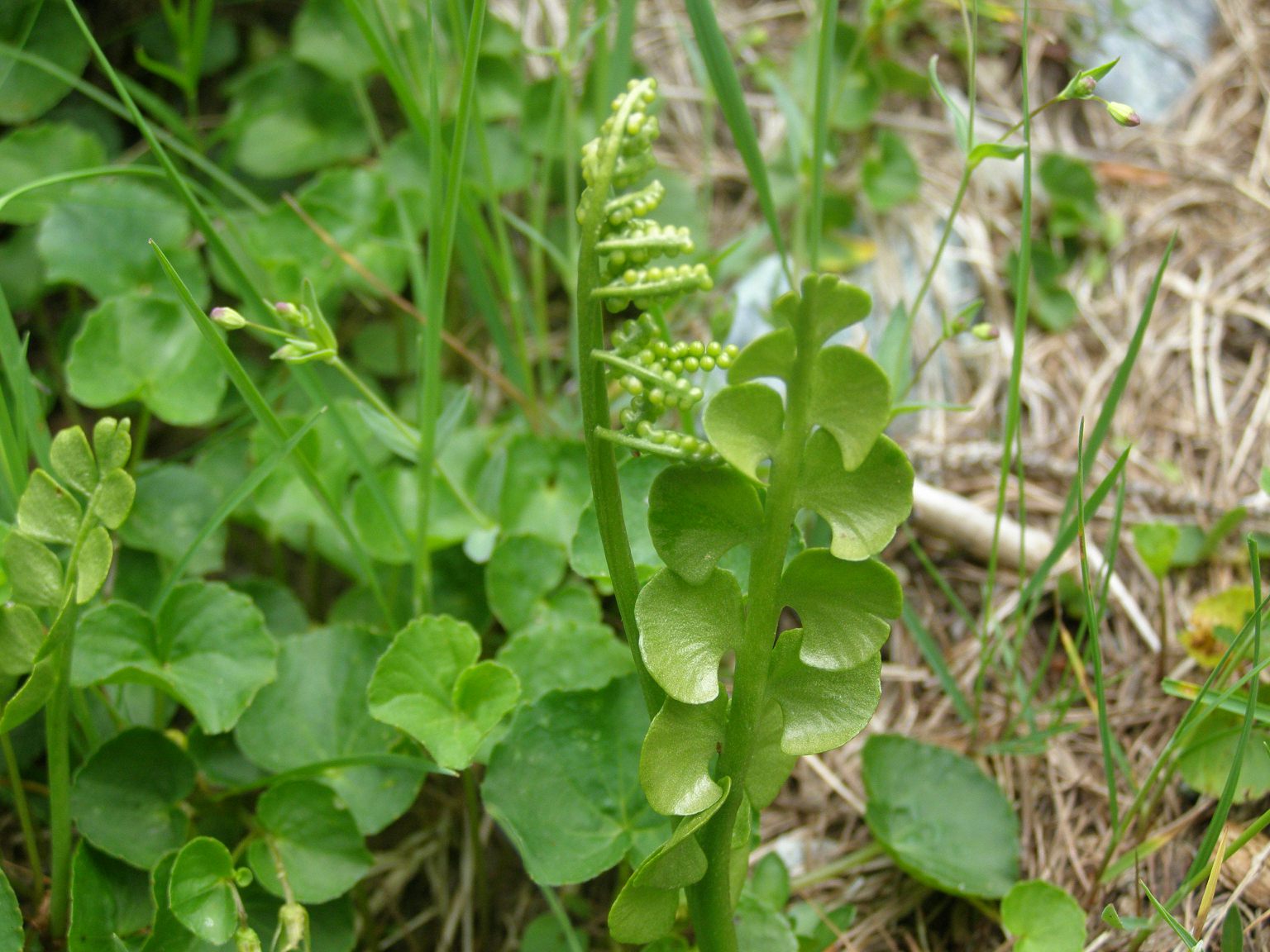 Botrychium lunaria / Botrichio